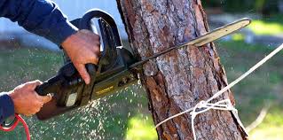 How Our Tree Care Process Works  in  Captain Cook, HI